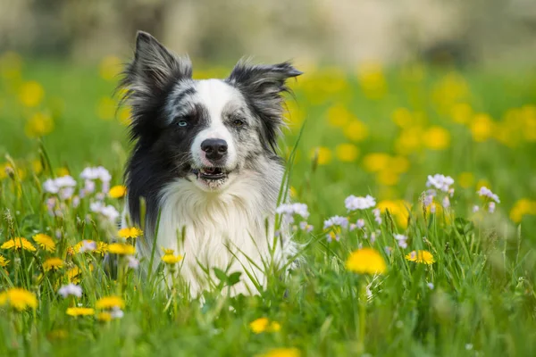 Border Collie Hund Auf Einer Wiese — Stockfoto