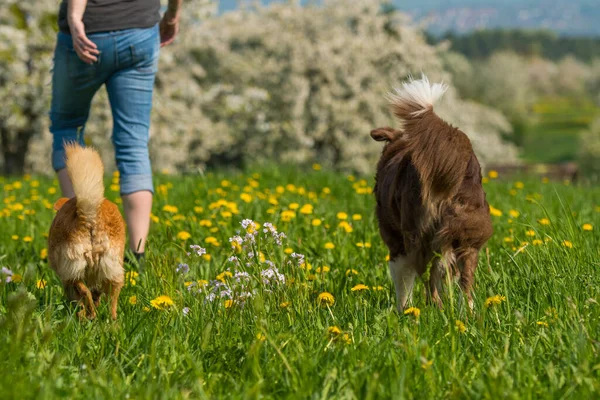 Frau Mit Mischlingshunden Läuft Auf Einer Blumenwiese — Stockfoto