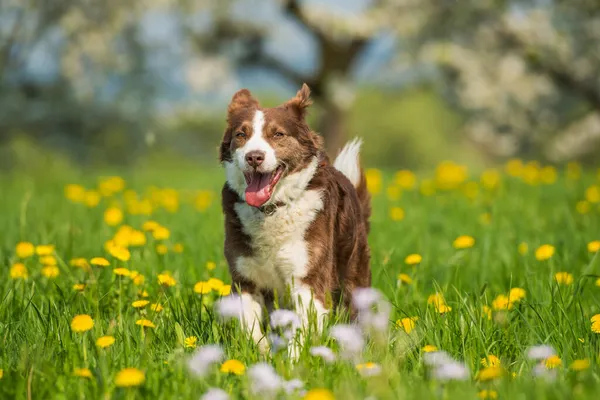 Old Mixed Breed Dog Walking Flower Meadow — Stock Photo, Image