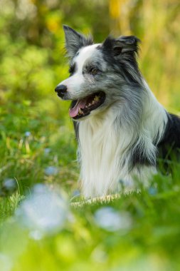 Çayırdaki çoban köpeği.