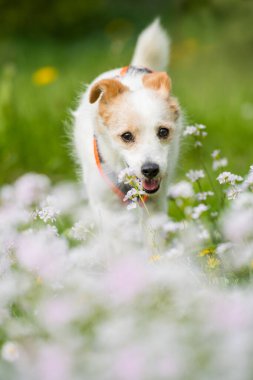 Çiçek tarlasında melez bir köpek.