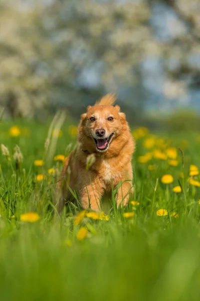 Mixed Breed Dog Flower Meadow — Stock Photo, Image