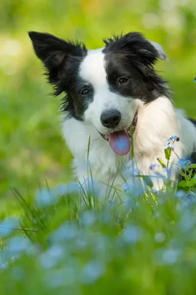 Joven Perro Collie Frontera Prado Flores —  Fotos de Stock