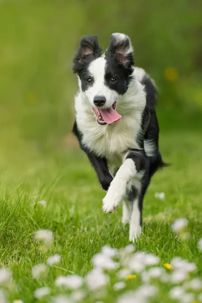 Fiatal Határ Collie Kutya Futó Egy Virágos Réten — Stock Fotó