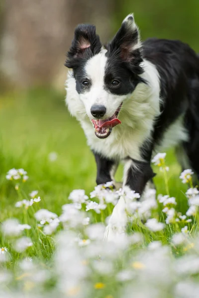 花の牧草地での若いボーダーコリー犬 — ストック写真