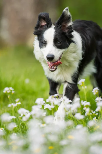 Joven Perro Collie Frontera Prado Flores — Foto de Stock