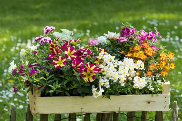 Wooden Box Different Summer Flowers — Stock Photo, Image