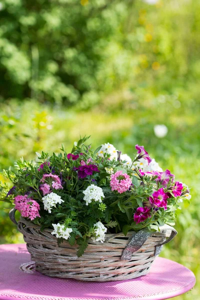 Panier Avec Des Fleurs Colorées Dans Jardin — Photo