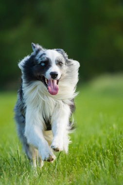 Çayırda koşan çoban köpeği.