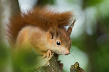 Genç sincap ağaçta oturuyor. 