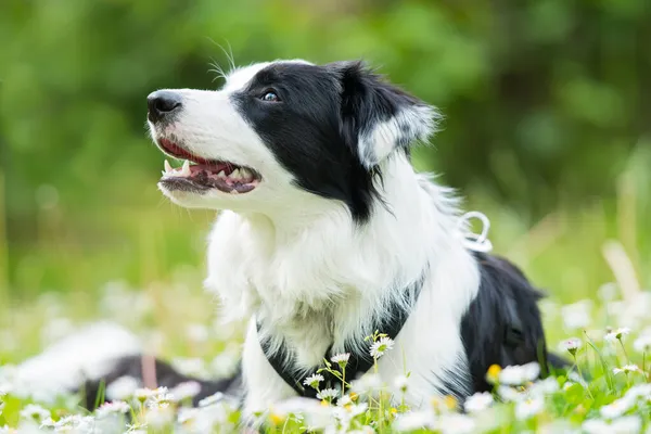 花の牧草地での若いボーダーコリー犬 — ストック写真