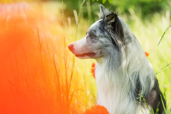 Border Collie Hund Auf Einer Mohnwiese — Stockfoto