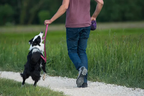 Lopen Met Border Collie Hond — Stockfoto