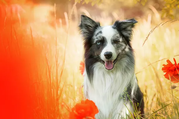 Border Collie Hund Auf Einer Mohnwiese — Stockfoto