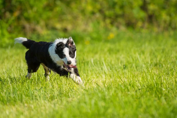 Gräns Collie Hund Kör Äng — Stockfoto