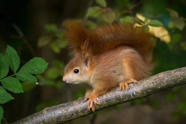 Giovane Scoiattolo Seduto Albero — Foto Stock