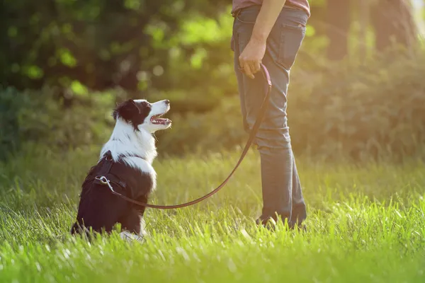 Spaziergang Mit Border Collie Hund — Stockfoto