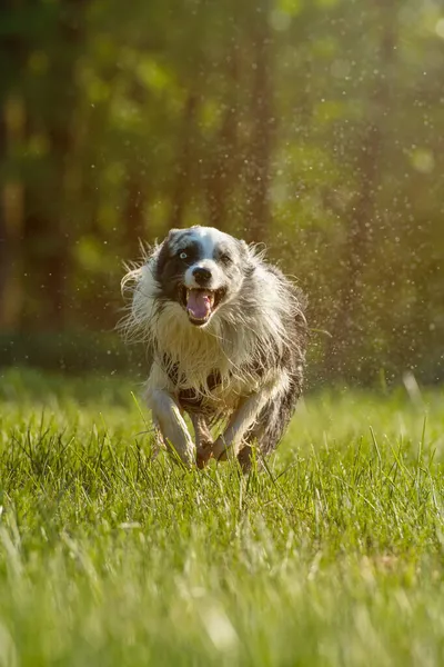 Border Collie Pies Biegający Łące — Zdjęcie stockowe