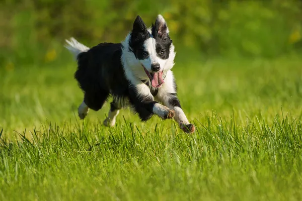 牧草地を走るボーダーコリー犬 — ストック写真
