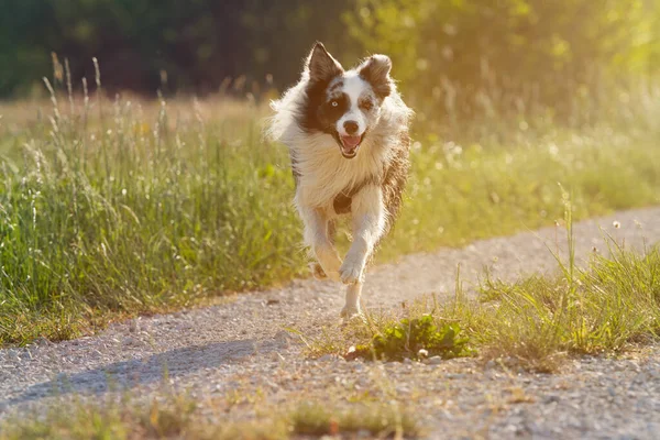 Fronteira Collie Cão Correndo Prado — Fotografia de Stock