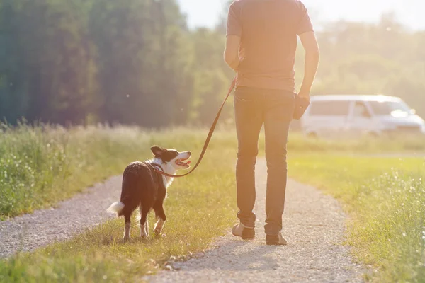 Прогулка Пограничной Собакой Колли — стоковое фото