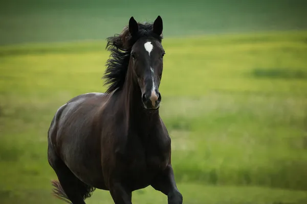 Black Horse Meadow — Stock Photo, Image