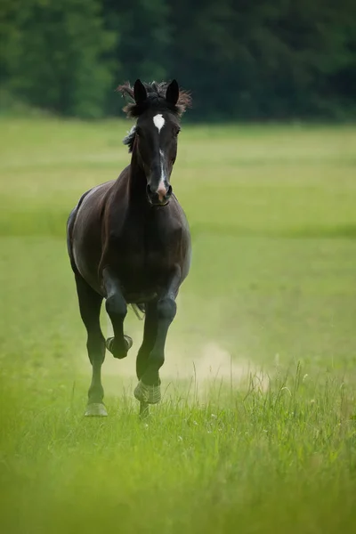 Schwarzes Pferd Auf Einer Weide — Stockfoto