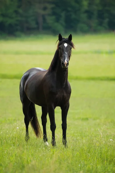 Black Horse Meadow — Stock Photo, Image
