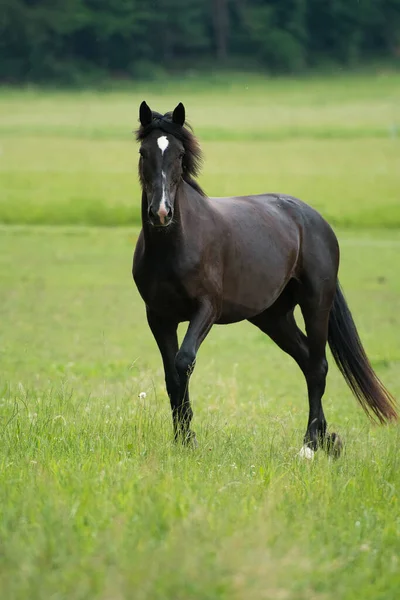 Cavalo Preto Prado — Fotografia de Stock