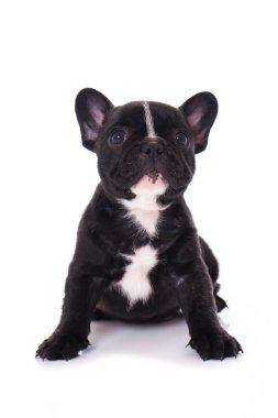 Fransız buldog yavrusu beyaz arka planda izole edilmiş