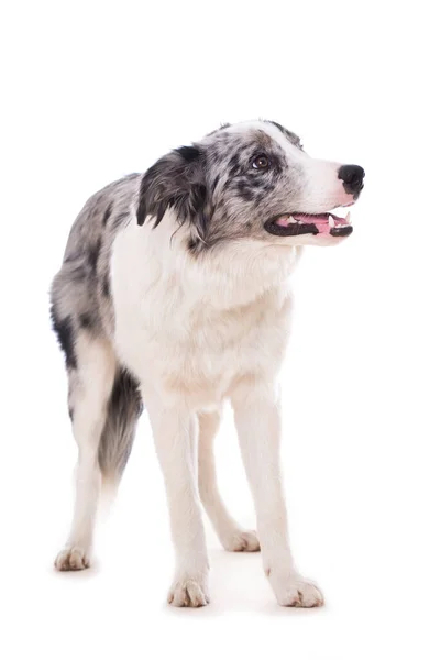 Granica Collie Pies Izolowany Białym Tle — Zdjęcie stockowe