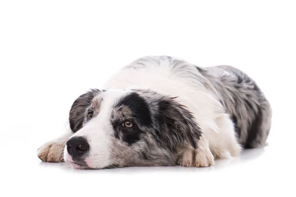 Пограничный Колли Собака Изолированы Белом Фоне — стоковое фото