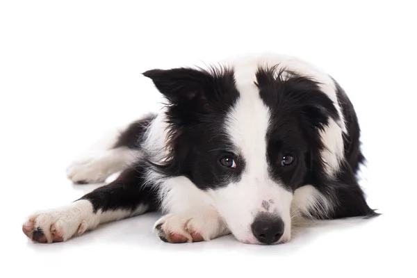 Young Border Collie Dog Isolated White — Stock Photo, Image