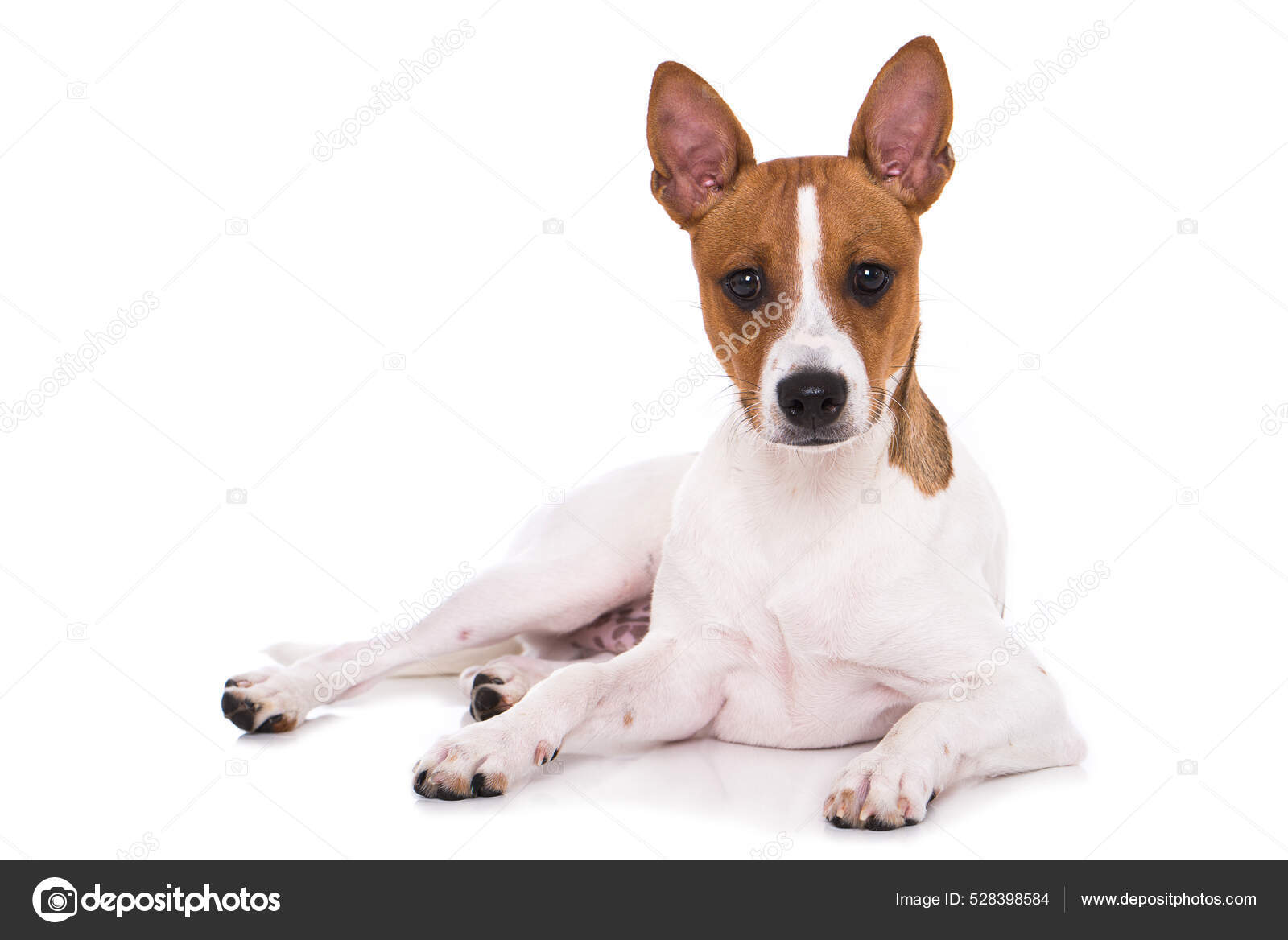 American Hairless Terrier Isolated White — Stock Photo © Judithdz