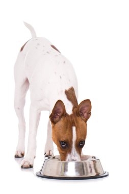 Amerikan Kılsız Teriyeri beyazda izole edildi