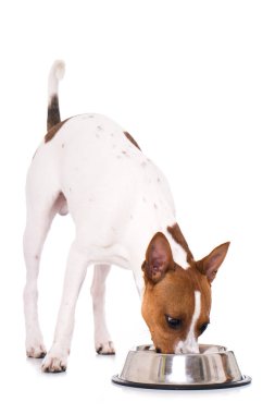 Amerikan Kılsız Teriyeri beyazda izole edildi