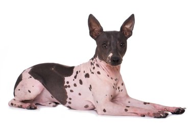 American hairless terrier isolated on white background clipart