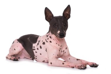 American hairless terrier isolated on white background clipart