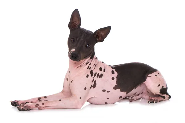 Americano Sin Pelo Terrier Aislado Blanco Fondo — Foto de Stock