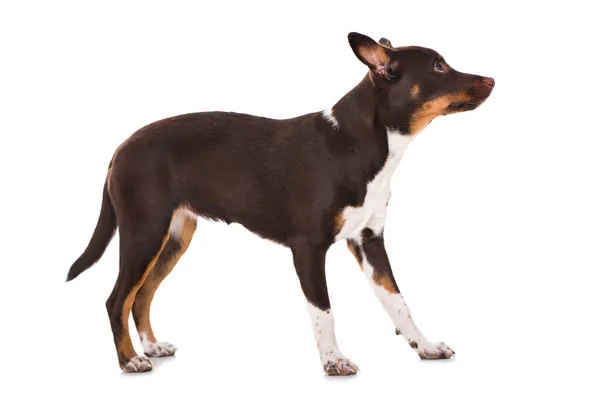 Americano Sin Pelo Terrier Con Pelo Pie Sobre Fondo Blanco — Foto de Stock