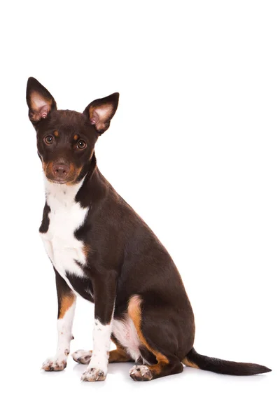Americano Sin Pelo Terrier Con Cabello — Foto de Stock