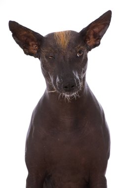 Beyaz arka planda izole Meksikalı tüysüz köpek. 