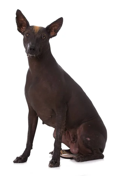 Mexicansk Hårløs Hund Isolert Hvit Bakgrunn – stockfoto