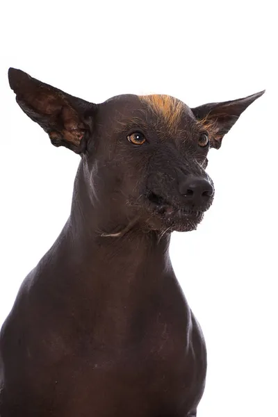 Mexicaanse Haarloze Hond Geïsoleerd Een Witte Achtergrond — Stockfoto