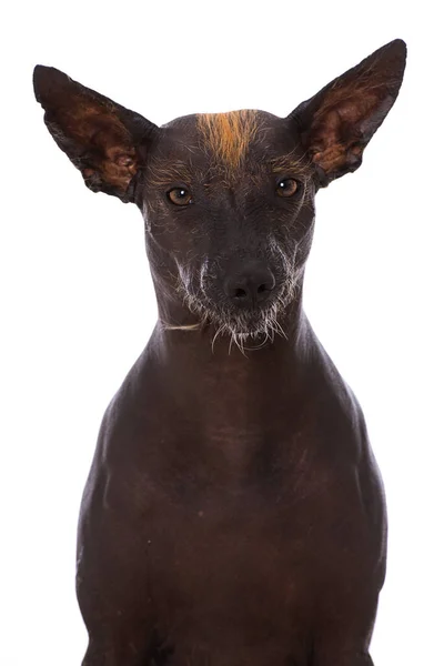 Chien Mexicain Sans Poils Isolé Sur Fond Blanc — Photo