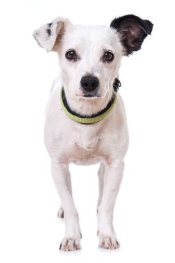 Sevimli melez köpek, beyazın üzerinde tek başına duruyor.