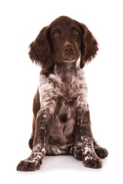 Küçük Munsterlander köpek yavrusu beyazda izole edilmiş.