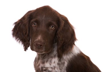 Küçük Munsterlander köpek yavrusu beyazda izole edilmiş.