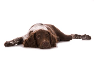 Küçük Munsterlander köpek yavrusu beyazda izole edilmiş.