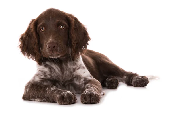 Kleiner Münsterländer Welpe Isoliert Auf Weiß — Stockfoto